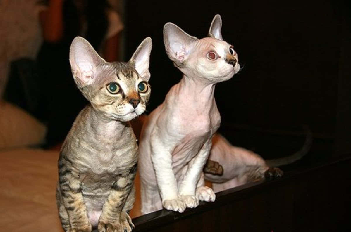 Devon Rex 桌布 壁紙 — 兩隻無毛的斯芬克斯貓，耳朵大，眼睛引人注目，並排坐在黑暗的表面上，背景昏暗。