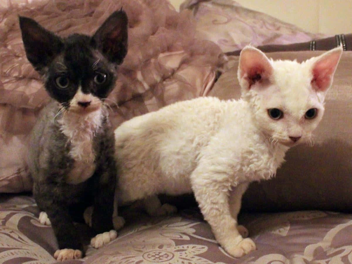Devon Rex 桌布 壁紙 — 兩隻無毛貓，一黑一白，警覺地坐在有圖案的沙發墊上。