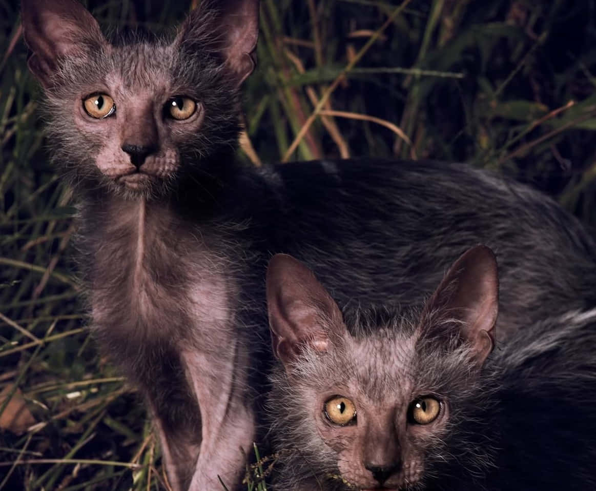 Lykoi 桌布 壁紙 — 兩隻無毛貓，琥珀色眼睛，在昏暗光線下從高草叢中專注凝視。