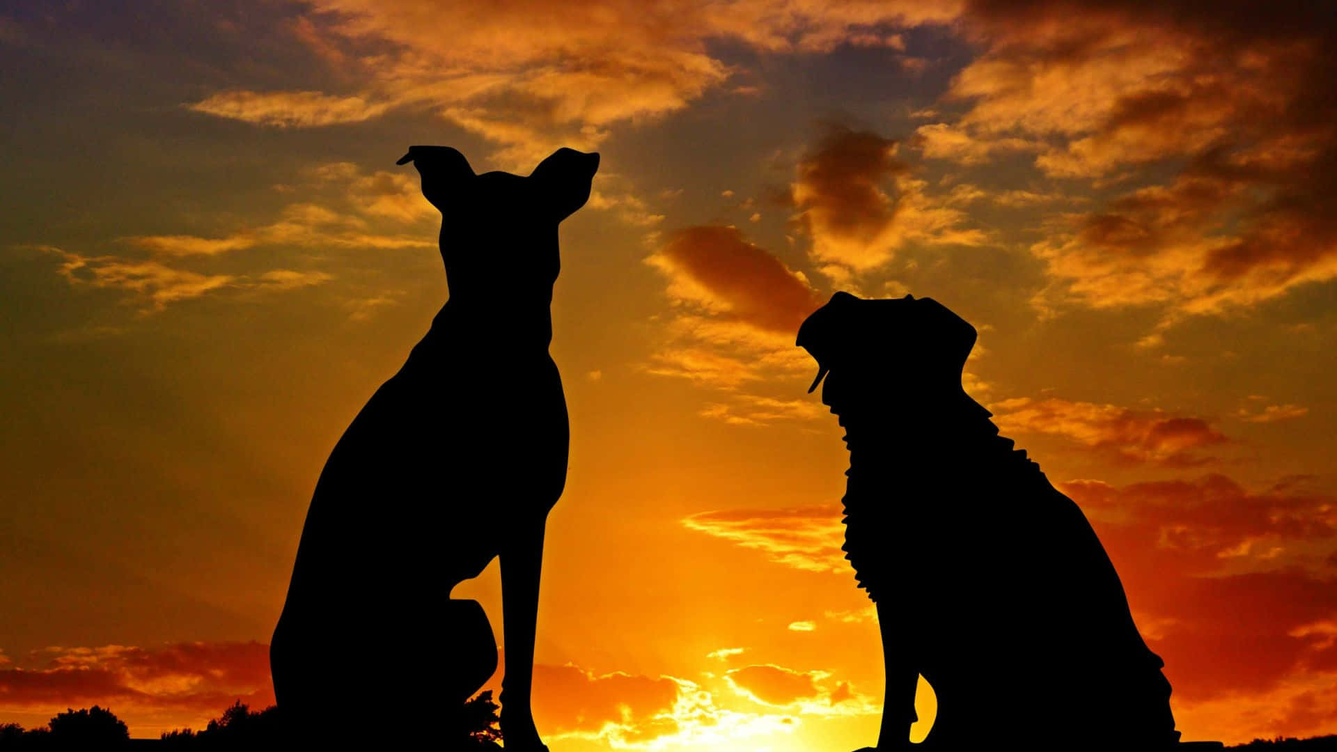 Dogs 桌布 壁紙 — 兩隻狗以剪影形式坐在火熱的橙色和黃色日落天空前，帶有戲劇性的雲彩。