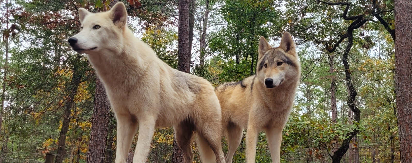 wolfdog 桌布 壁紙 — 兩隻狼在一個被秋葉和高大樹木環繞的森林中警覺地站立。