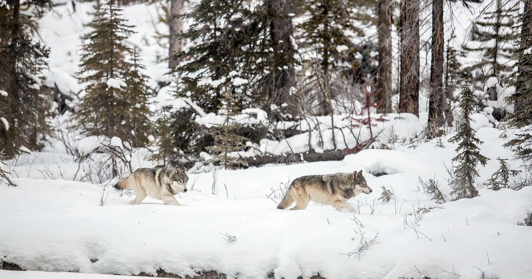 Wolf In Snow 桌布 壁紙 — 兩隻狼在茂密的冬季森林中，踏著深厚的積雪，無聲地穿行，周圍是掛滿白雪的常青樹。