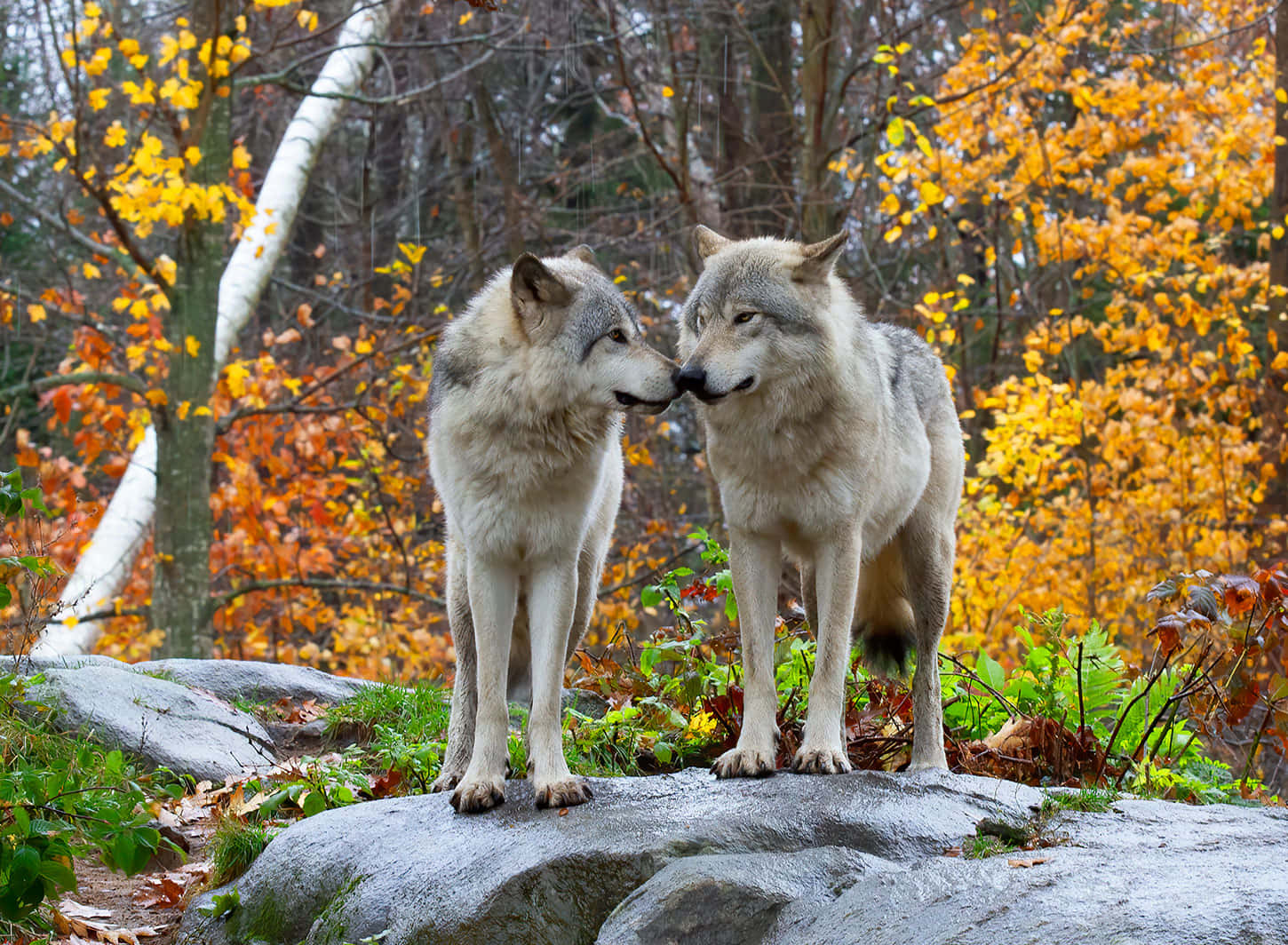Wolf In Autumn 桌布 壁紙 — 兩隻狼在長滿苔蘚的石頭上親暱地磨蹭，周圍是色彩繽紛的秋葉和白樺樹。