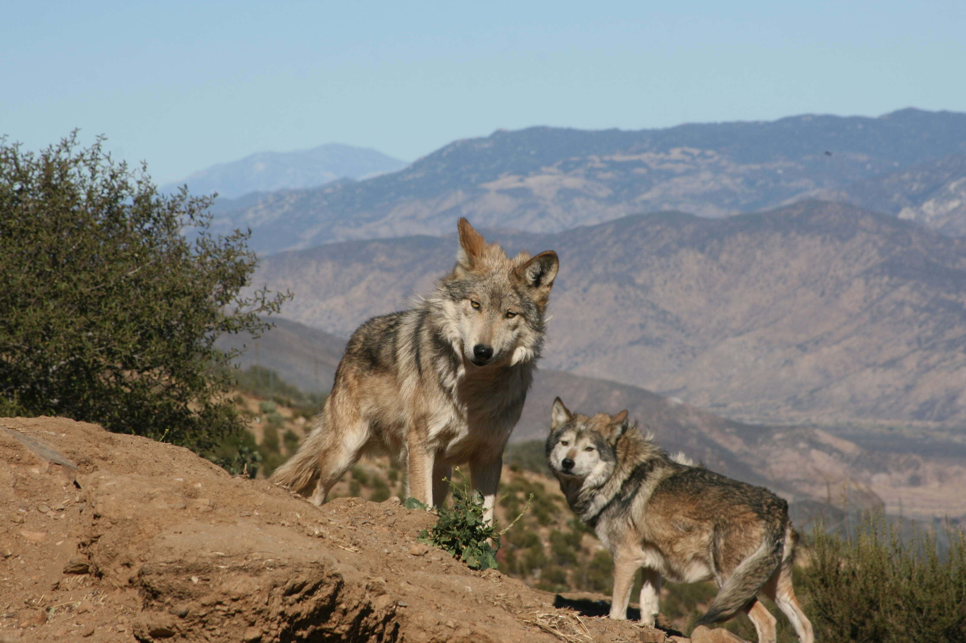 Wolf In Mountains 桌布 壁紙 — 兩隻狼在陽光明媚的山坡上警覺地站著，遠方山巒在清澈的藍天下。
