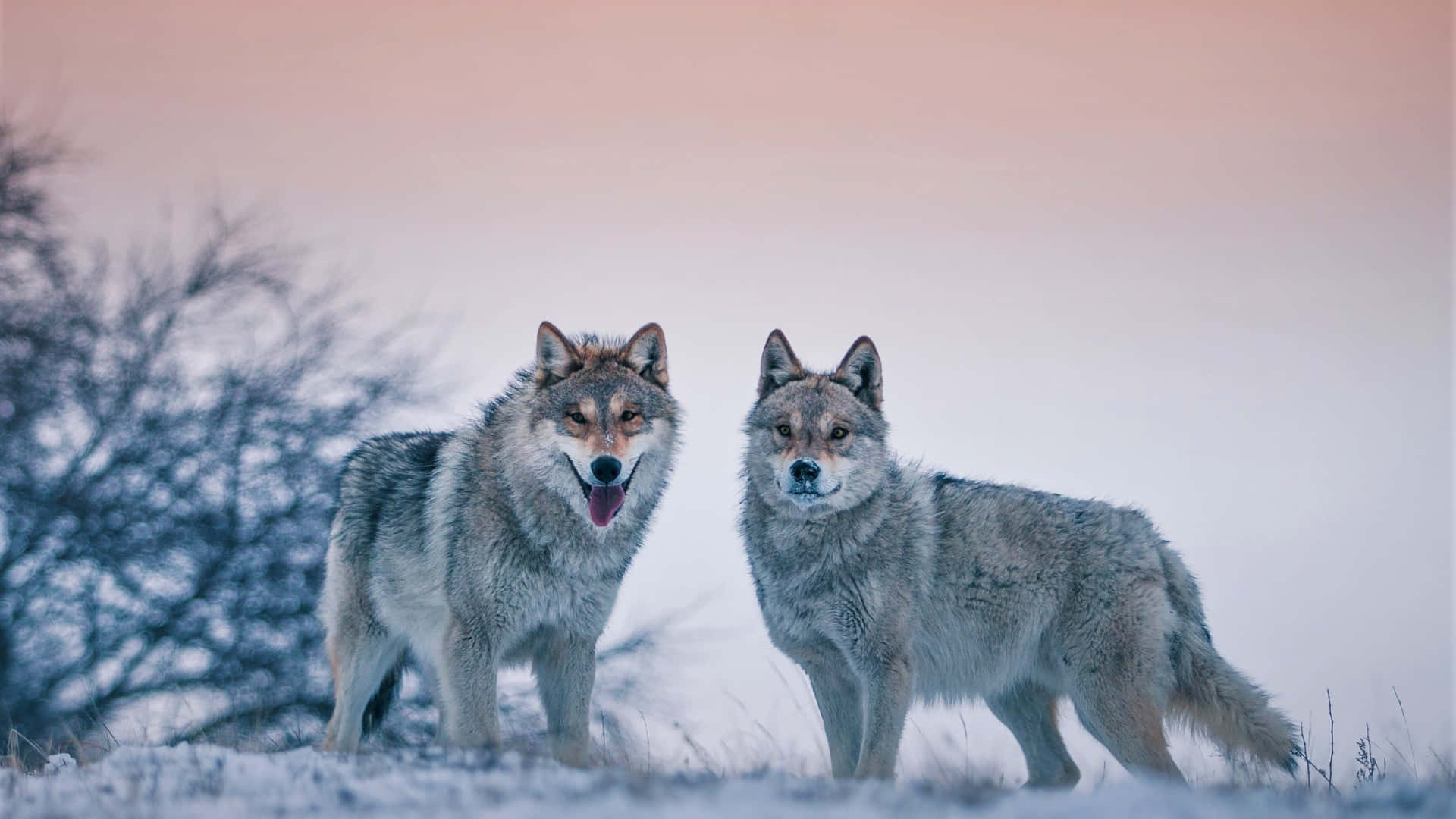 Wolf Photography 桌布 壁紙 — 兩隻狼在雪地上警覺地站立，背景是柔和的粉紅與藍色暮色天空，以及光禿的樹木。