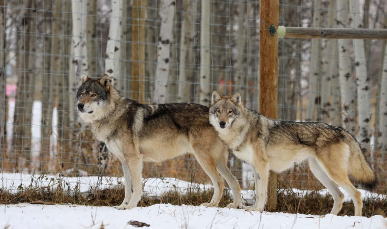 wolfdog 桌布 壁紙 — 兩隻狼在雪地森林中，背景有白楊樹，站在鐵絲網圍欄後警覺地注視著。