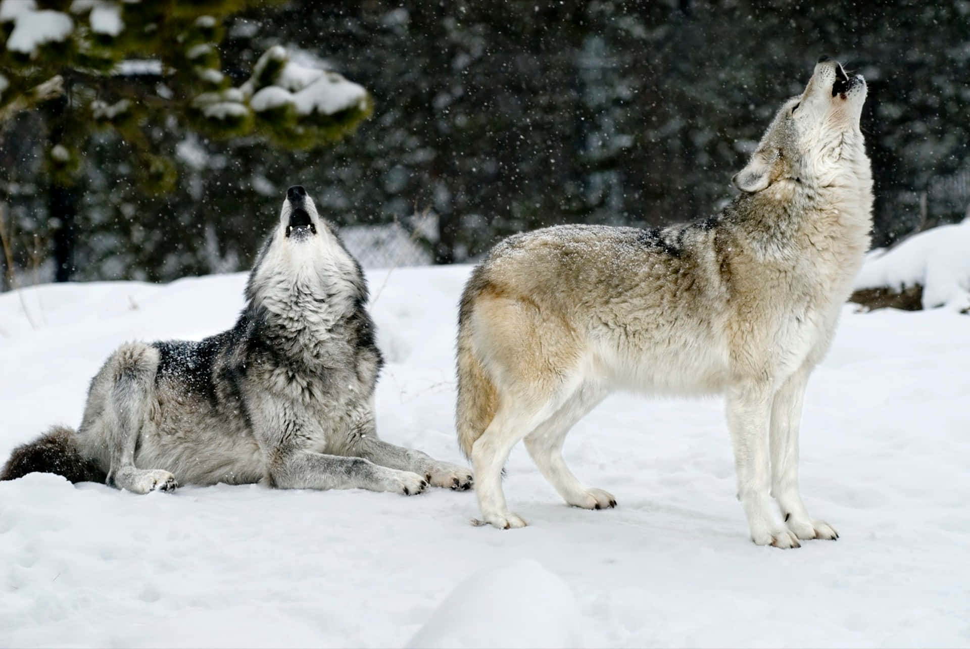 Wolf In Winter 桌布 壁紙 — 兩隻狼在雪地森林中向上嚎叫，雪花在它們周圍飄落。
