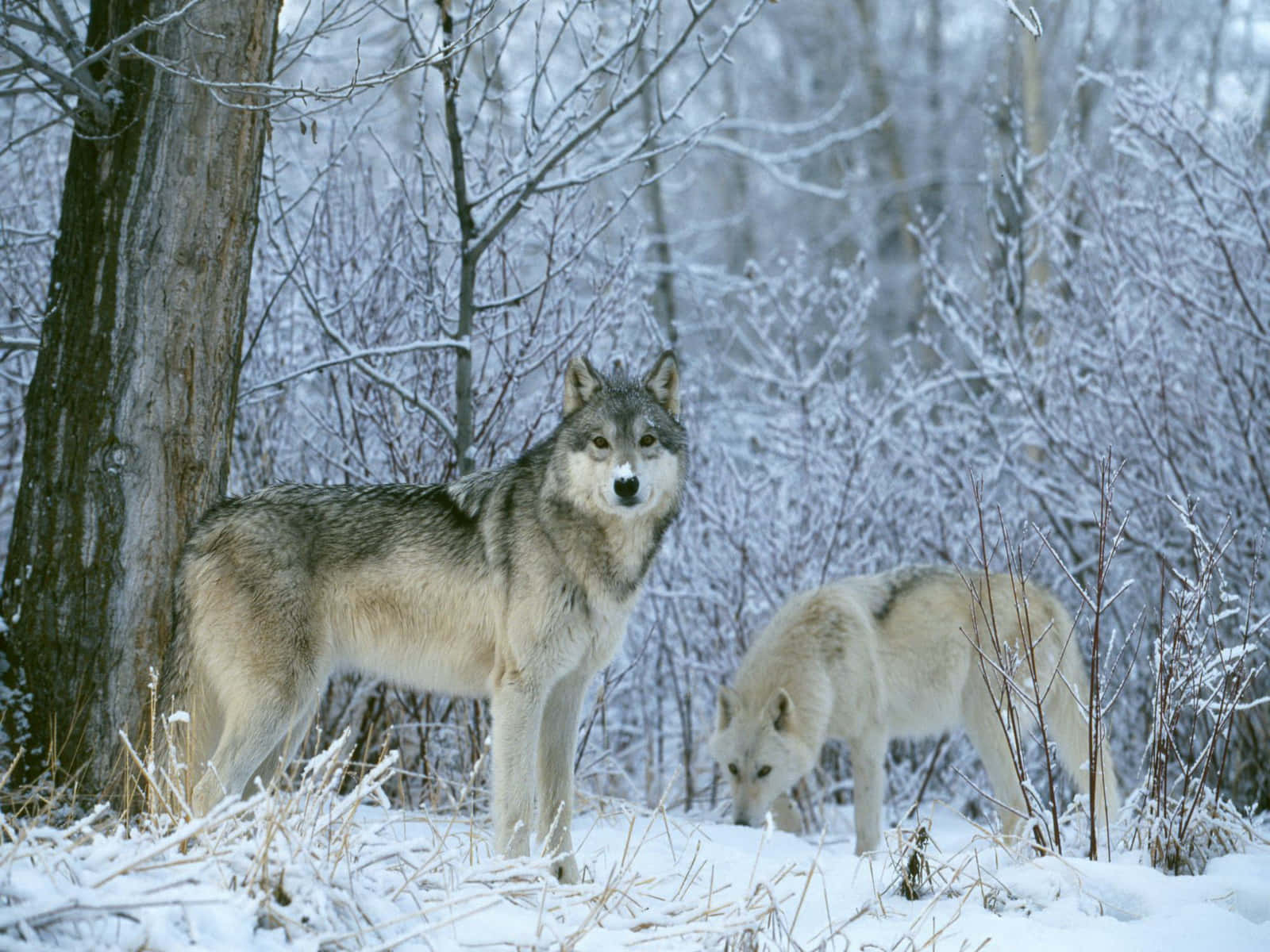 Wolf In Winter 桌布 壁紙 — 兩隻狼在雪地森林中警覺地站立，樹木光禿，柔軟的白雪覆蓋地面。