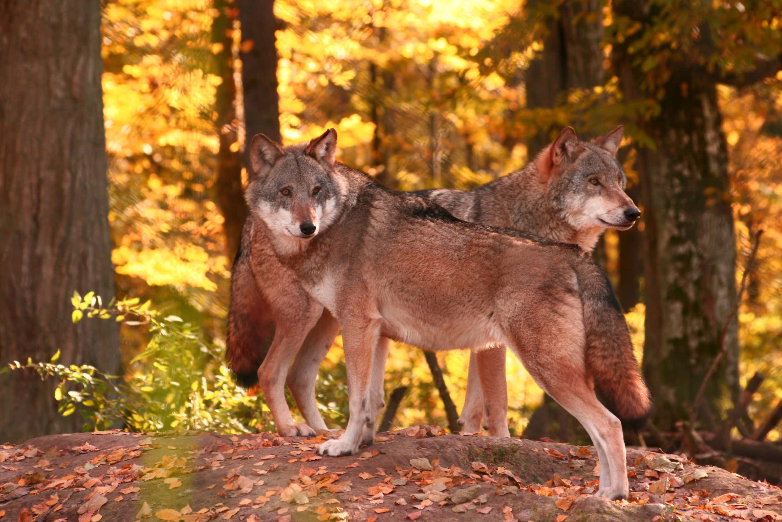 Wolf In Autumn 桌布 壁紙 — 兩隻狼警覺地站在鋪滿落葉的石頭上，身處陽光普照、金黃樹葉的秋日森林中。