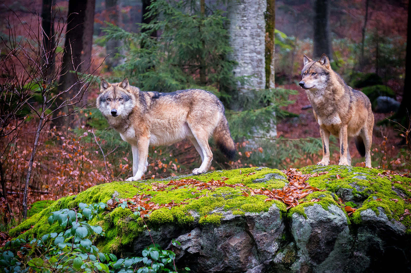 Wolf In Forest 桌布 壁紙 — 兩隻狼警覺地站在長滿苔蘚的石頭上，身處迷霧秋林中，周圍有落葉和高大的樹木。