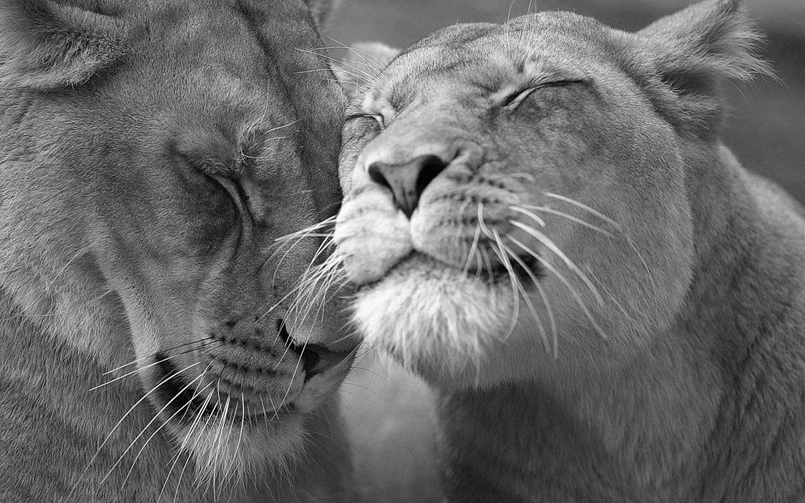 Black And White Animal 桌布 壁紙 — 兩隻獅子溫柔地將頭靠在一起，黑白特寫，眼睛閉著，充滿平靜的愛意。
