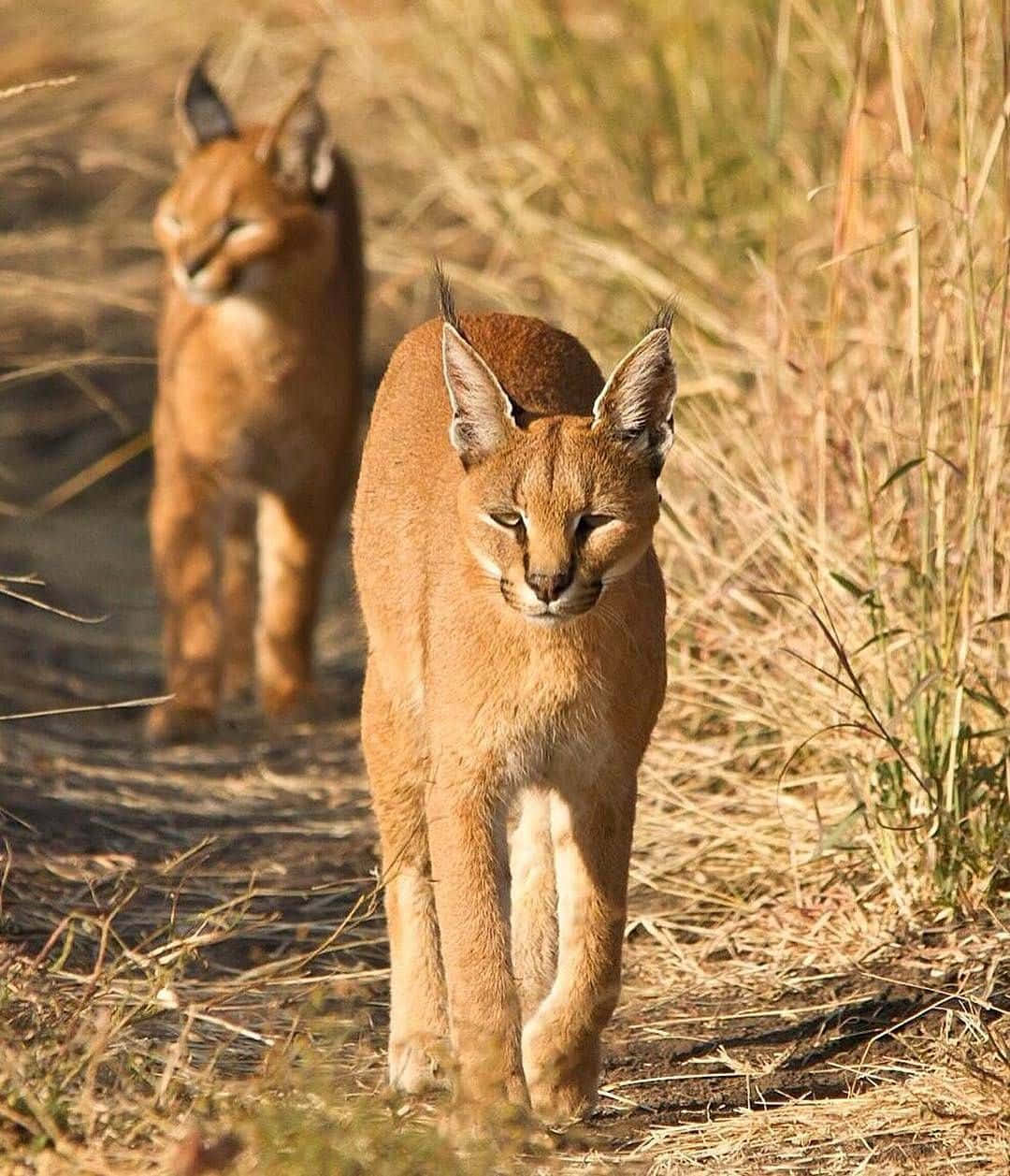 Desert Lynx 桌布 壁紙 — 兩隻獰貓在溫暖陽光下穿過乾燥的金色草地，豎起警覺的耳朵，目光專注。