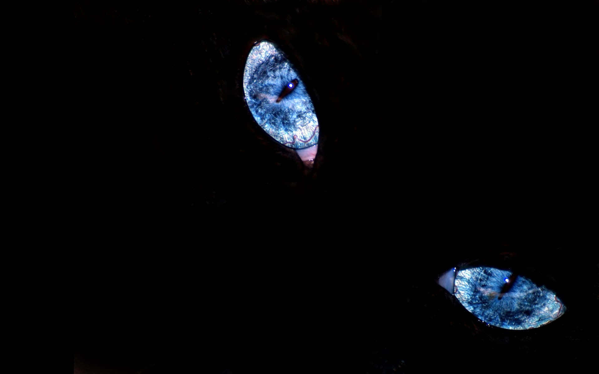 Crystal Blue Cat Eyes 壁紙 — 兩隻發光的藍色貓眼從完全黑暗中窺視，形成令人毛骨悚然的親密特寫。