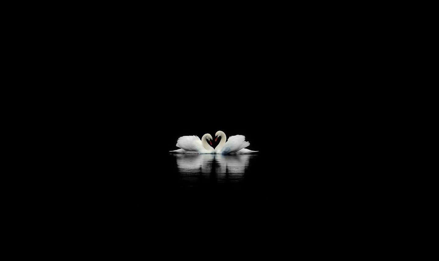 Lovers 桌布 壁紙 — 兩隻白天鵝在平靜的黑色水面上，在漆黑的天空下優雅地用頸部形成心形。