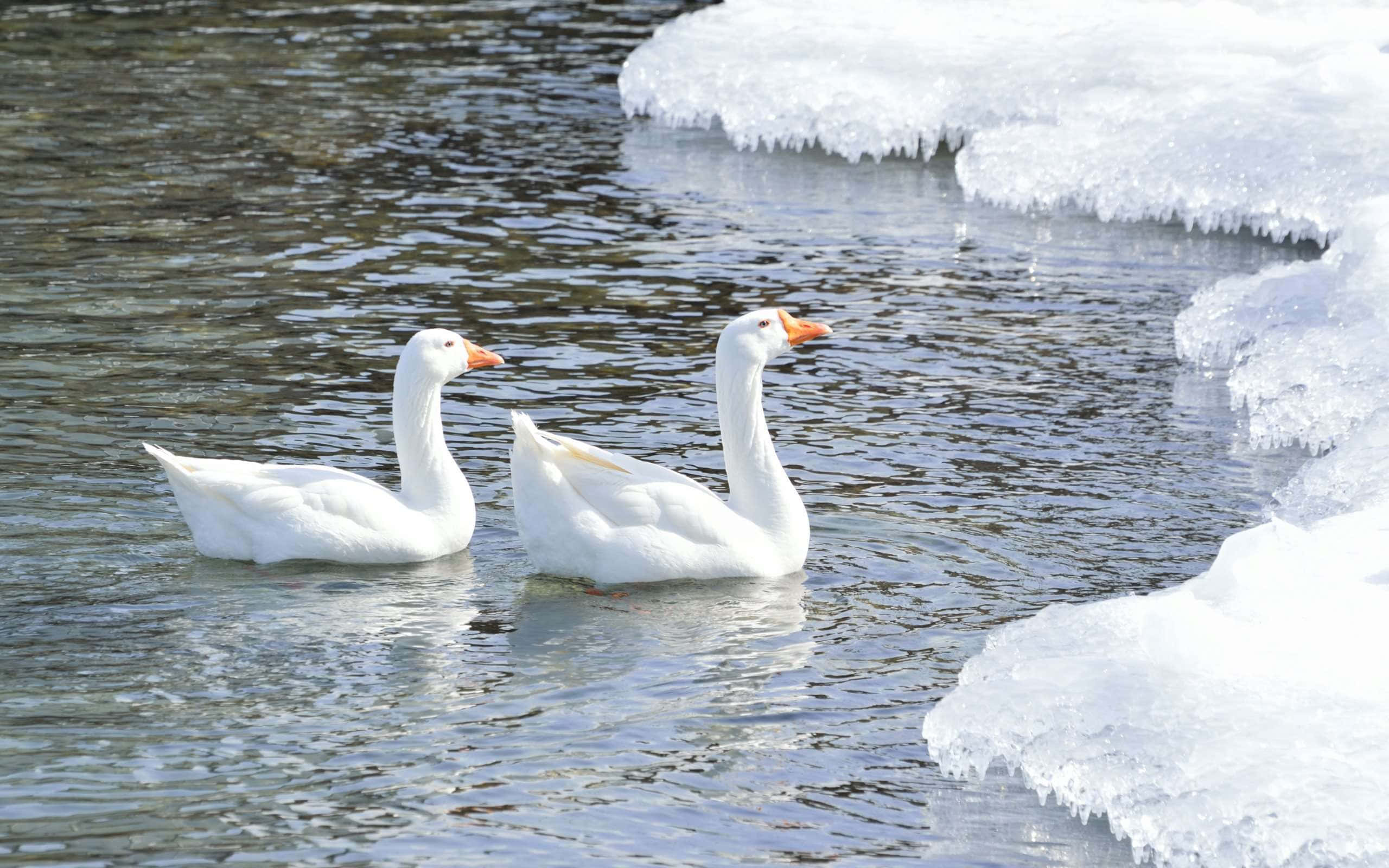 Goose 桌布 壁紙 — 兩隻白天鵝在明亮的陽光下，沿著鋸齒狀的冰緣滑過冰冷的水面。