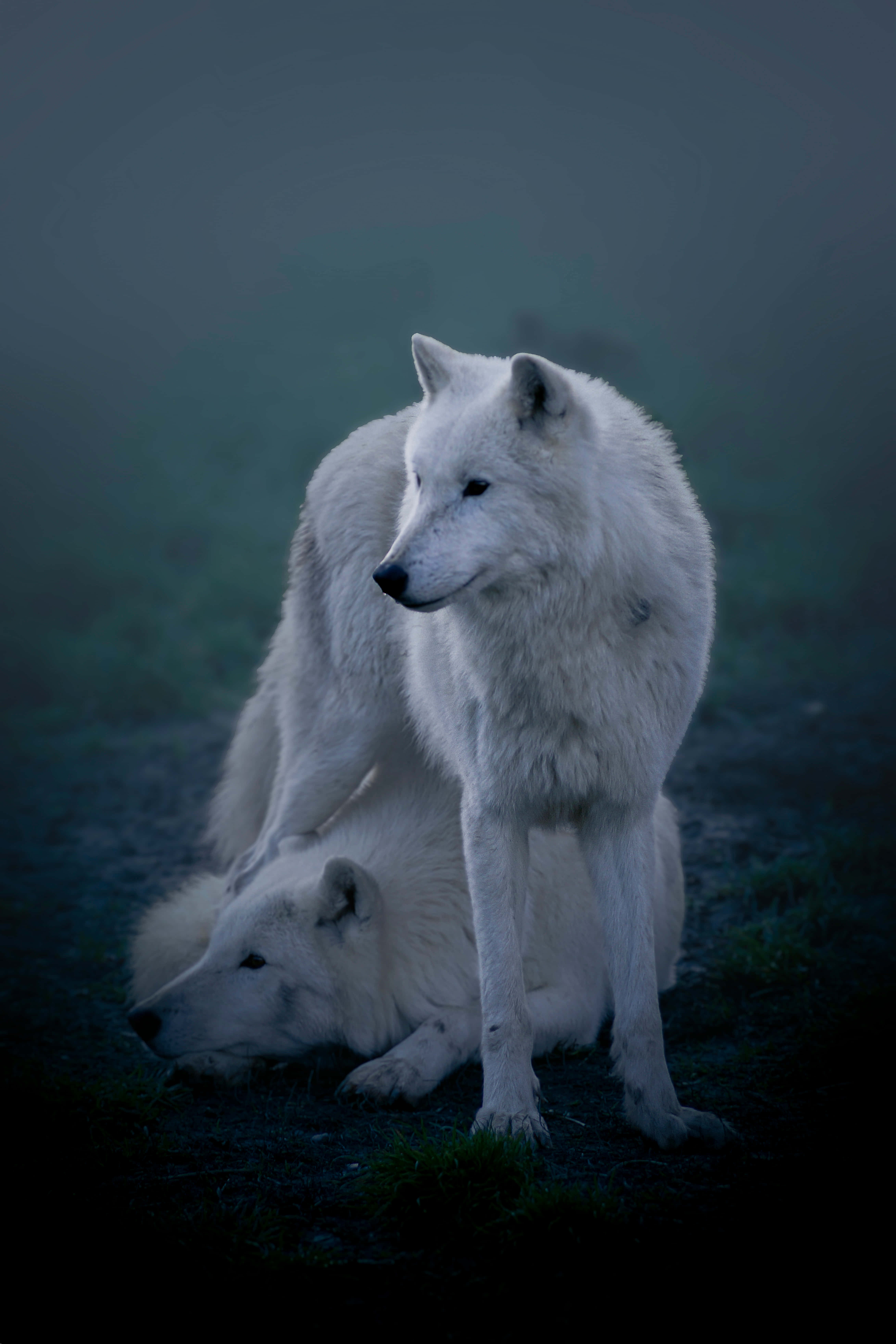 Arctic Wolf 桌布 壁紙 — 兩隻白狼，一隻警覺地站立，另一隻在迷濛的暮色中休息，帶有柔和的藍色和綠色色調。