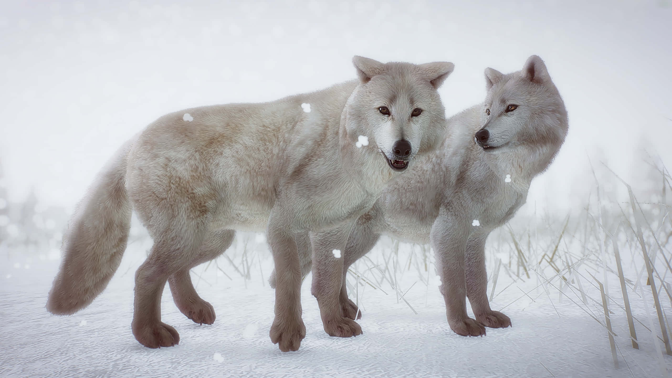 Arctic Wolf 桌布 壁紙 — 兩隻白狼在雪地上緊密站立，背景有飄落的雪花和乾草。