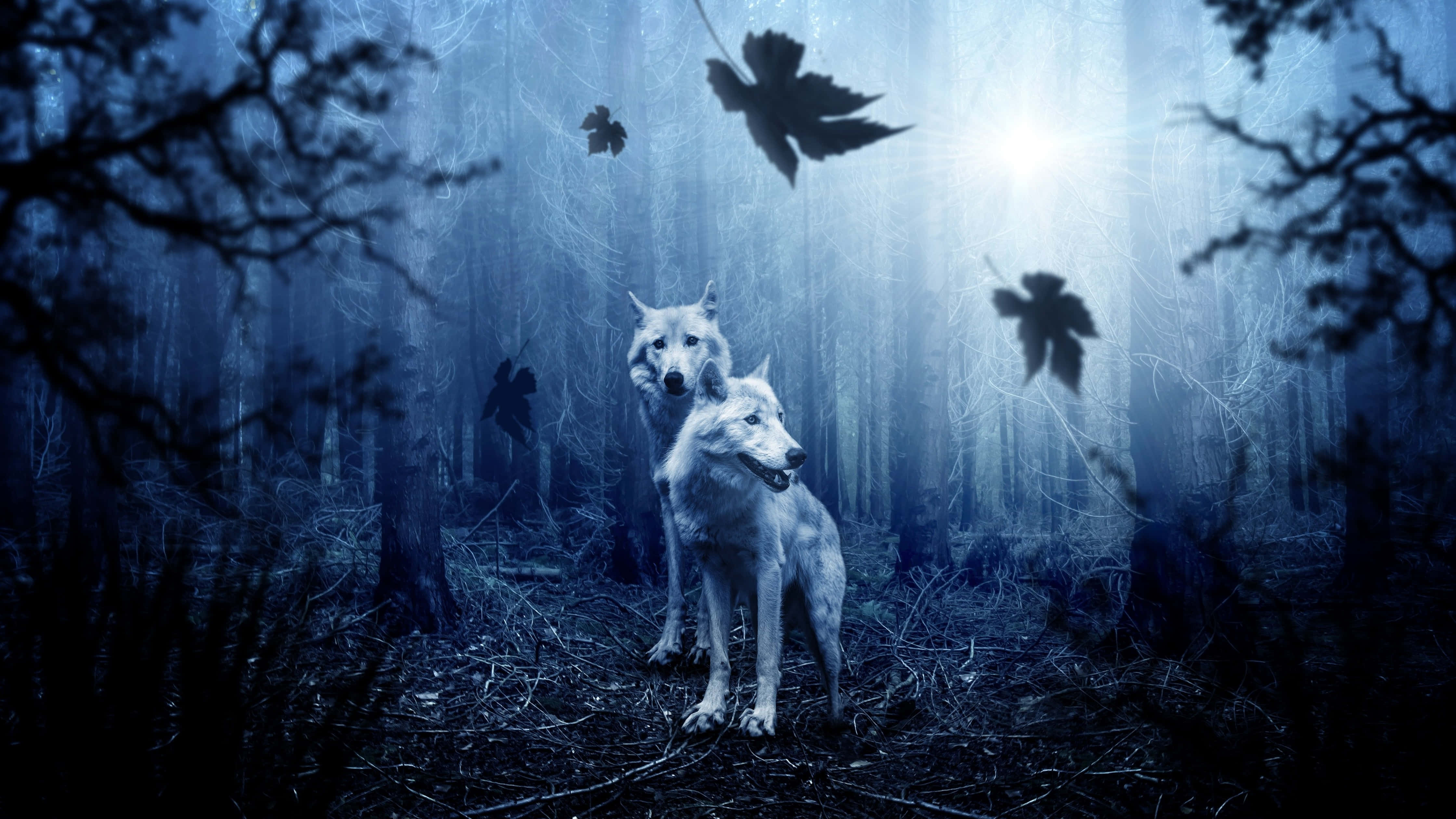 Wolf In Forest 桌布 壁紙 — 兩隻白狼在霧氣瀰漫的藍色森林中警覺地站著，樹葉飄落，朝向穿透樹冠的明亮陽光。