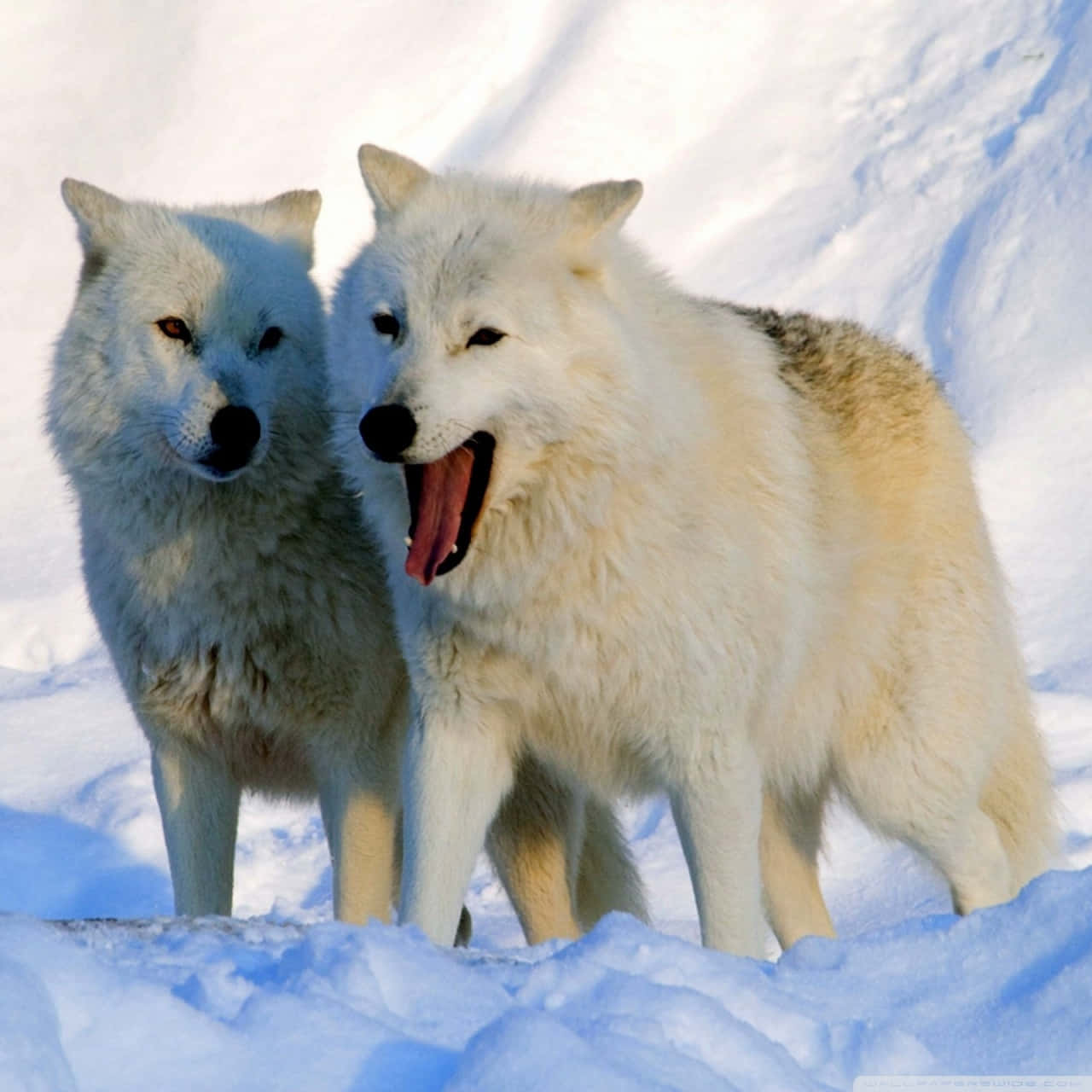 Arctic Wolf 桌布 壁紙 — 兩隻白狼站在深雪中，一隻伸出舌頭喘氣，另一隻在明亮的陽光下專注地向前凝視。