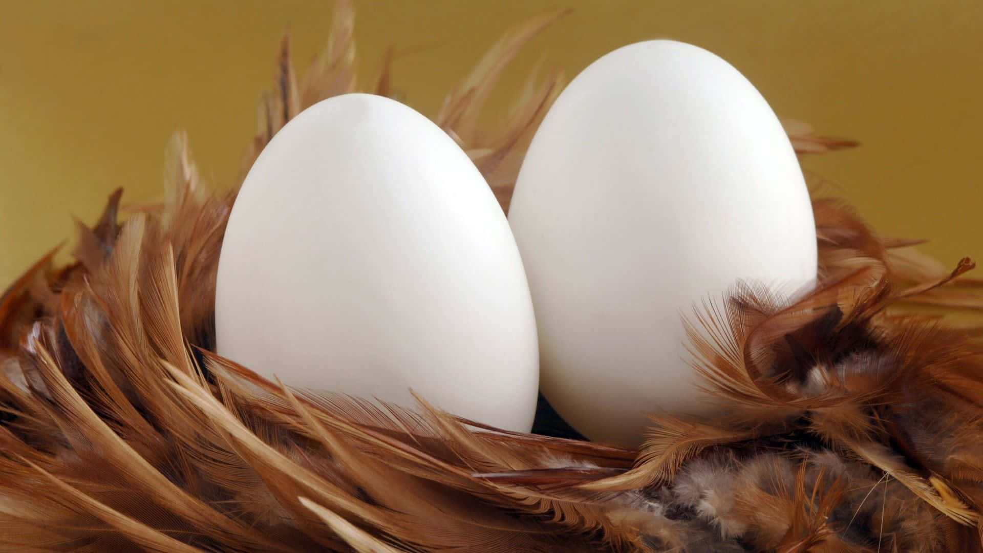 兩隻白色雞蛋喺啡色羽毛巢中 壁紙