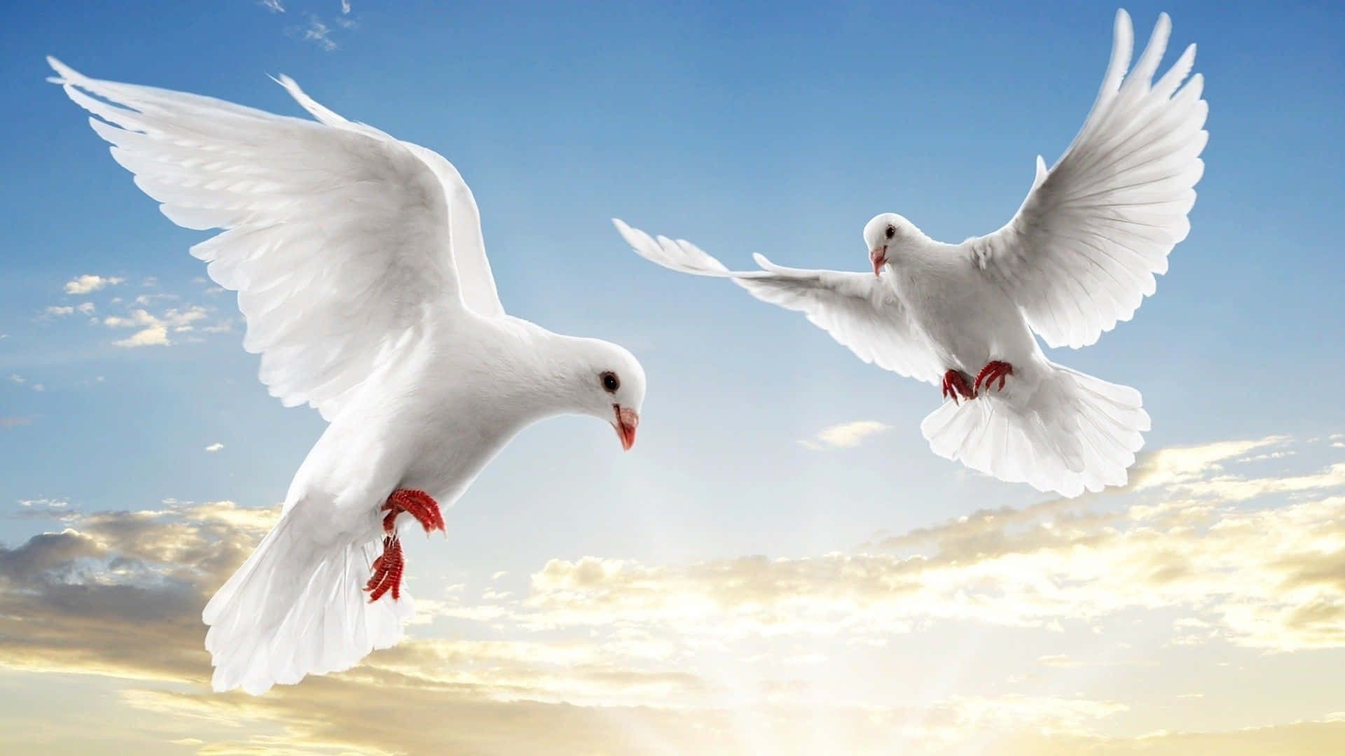 pigeon 桌布 壁紙 — 兩隻白鴿在金色日落雲彩的鮮豔藍天下優雅翱翔。