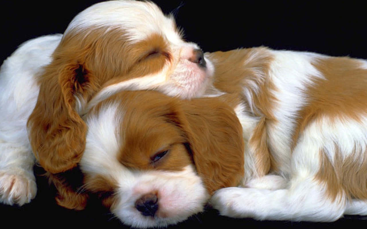 Puppies 桌布 壁紙 — 兩隻睡眼惺忪嘅騎士查理王小獵犬BB，啡白色毛，喺黑色背景前依偎一齊。