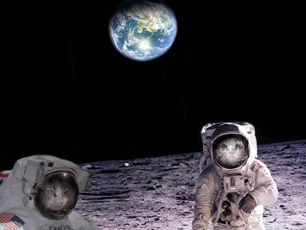 Funny Space 桌布 壁紙 — 兩隻穿著太空衣的貓站在月球上，凝視著在黑色虛空中發光的地球。