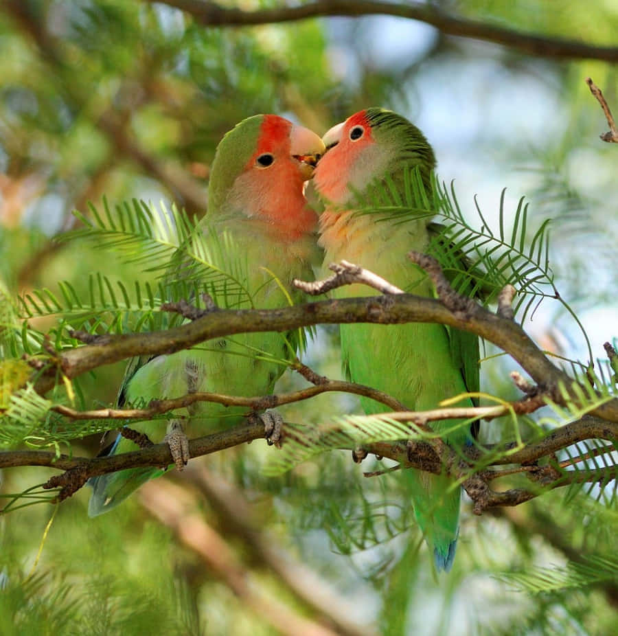 Love Birds 桌布 壁紙 — 兩隻粉紅臉頰的愛情鳥緊密地棲息在樹枝上，在充滿活力的綠葉中輕輕觸碰鳥喙。