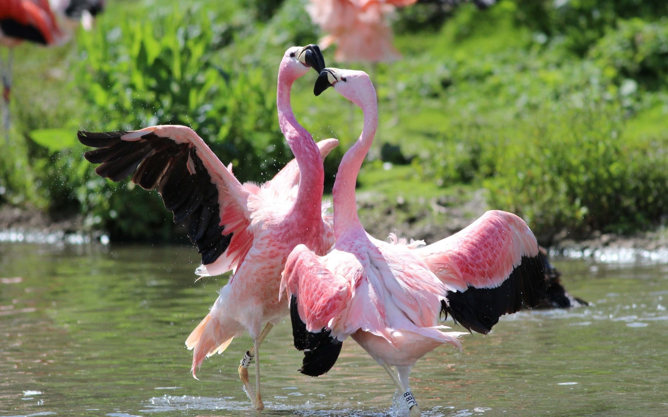 Pink Flamingos 桌布 壁紙 — 兩隻粉紅色火烈鳥喺淺水中優雅互動，背後係茂密嘅綠色植物。