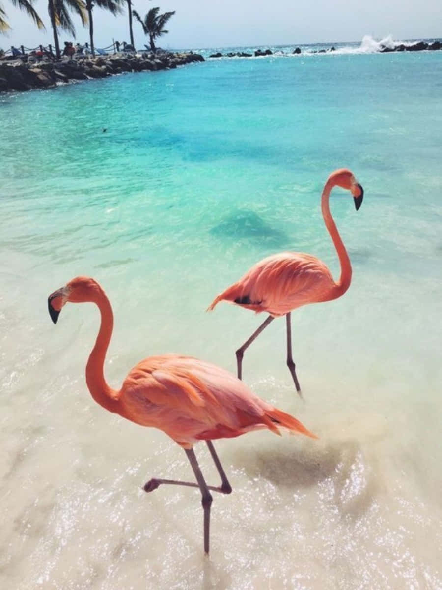 Pink Flamingos 桌布 壁紙 — 兩隻粉紅色火烈鳥在棕櫚樹岩石海岸附近清澈的碧綠海水中優雅地涉水。
