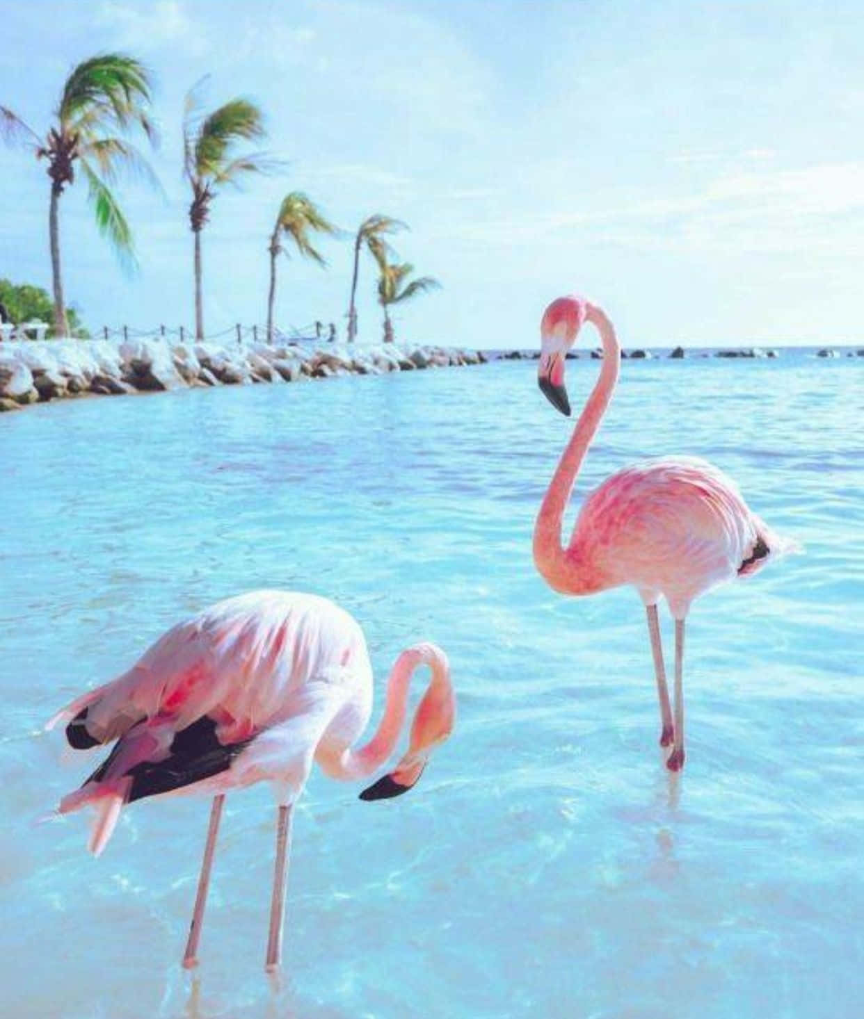 Pink Flamingos 桌布 壁紙 — 兩隻粉紅色火烈鳥在清澈的碧綠海水中涉水，背景有棕櫚樹在明亮的藍天下搖曳。