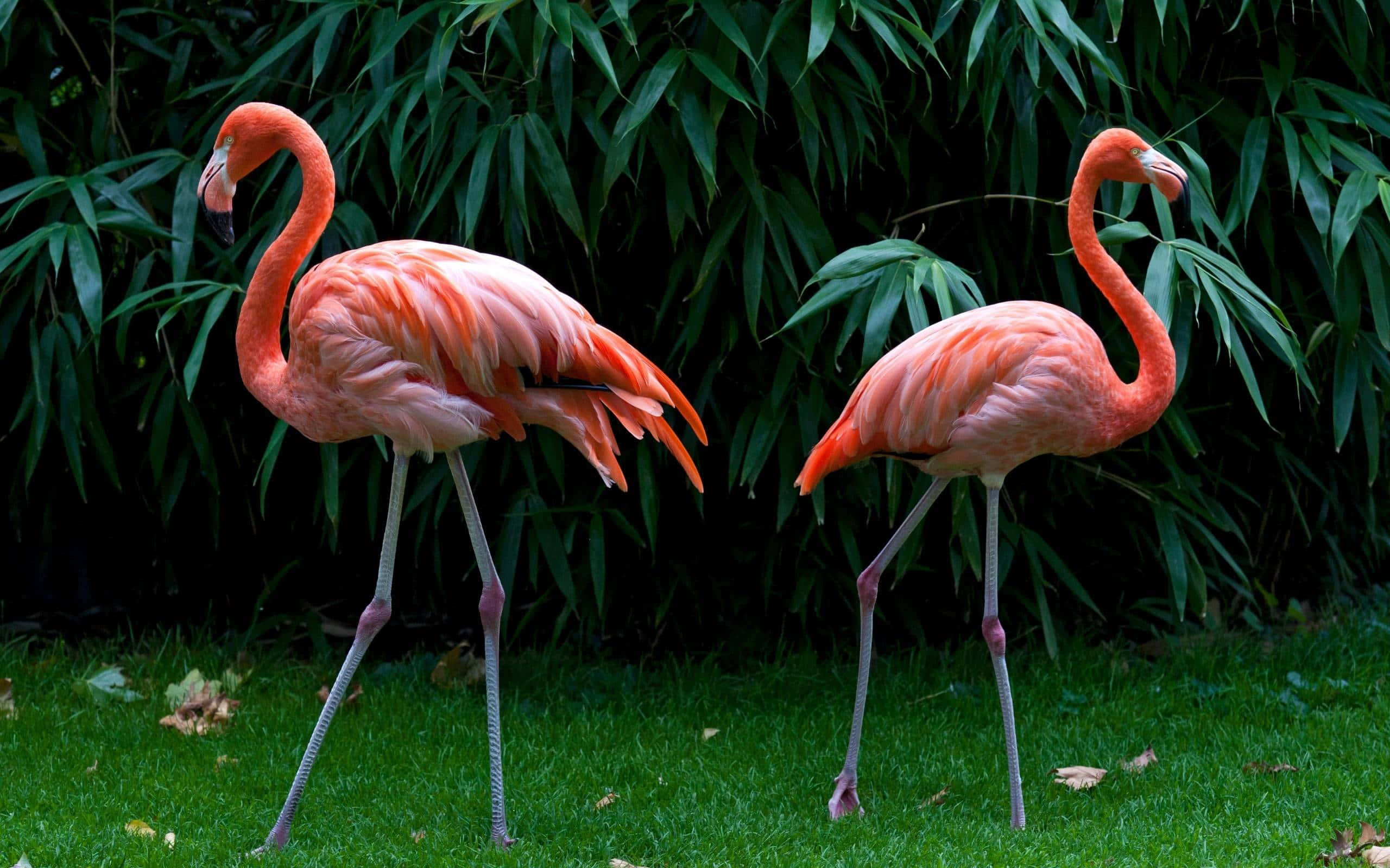 Pink Flamingos 桌布 壁紙 — 兩隻粉紅色的火烈鳥優雅地站在綠色的草地上，身後是茂密的竹葉。