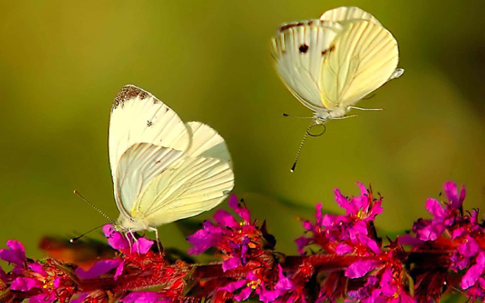 Butterfly Watching 桌布 壁紙 — 兩隻精緻的白色蝴蝶在鮮豔的洋紅色花朵上盤旋和棲息，背景是柔和的綠色。
