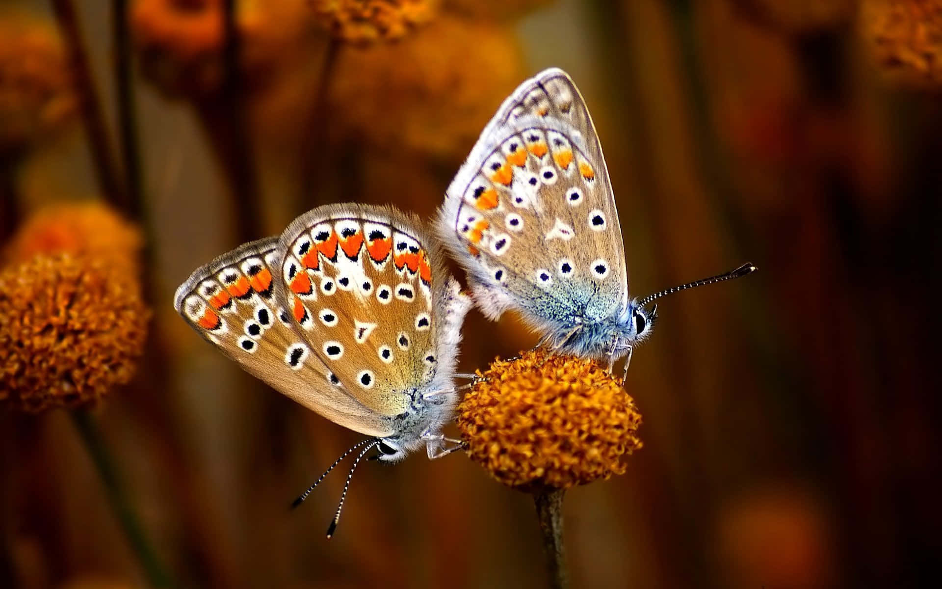 Butterfly Species 桌布 壁紙 — 兩隻精緻的蝴蝶，翅膀呈橙色和藍色，棲息在一朵毛茸茸的橙色花朵上，背景溫暖而模糊。