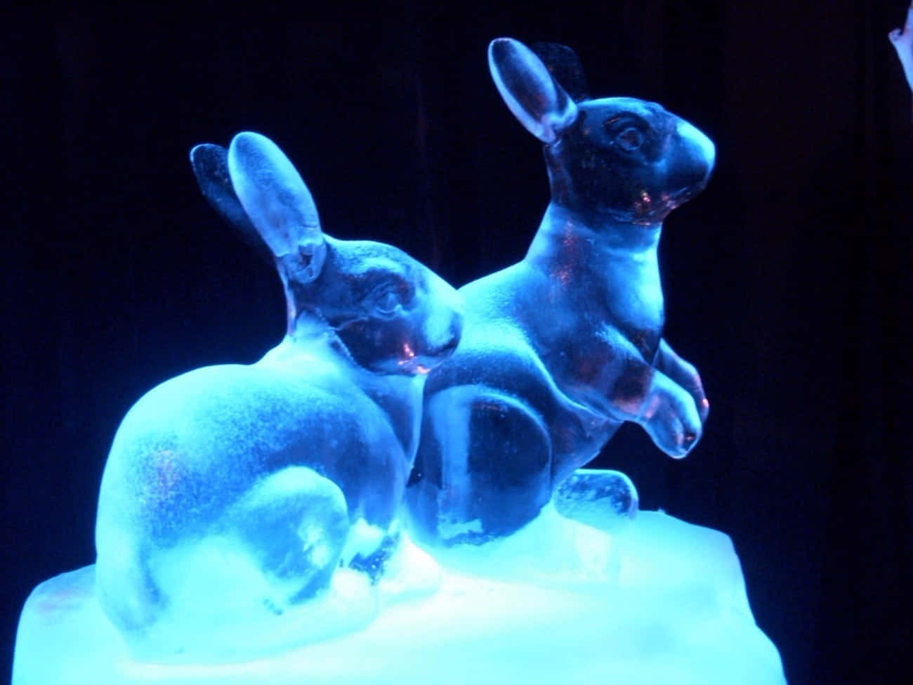Ice Sculpture 桌布 壁紙 — 兩隻精雕細琢的冰兔在漆黑背景下散發出鮮豔的藍光。