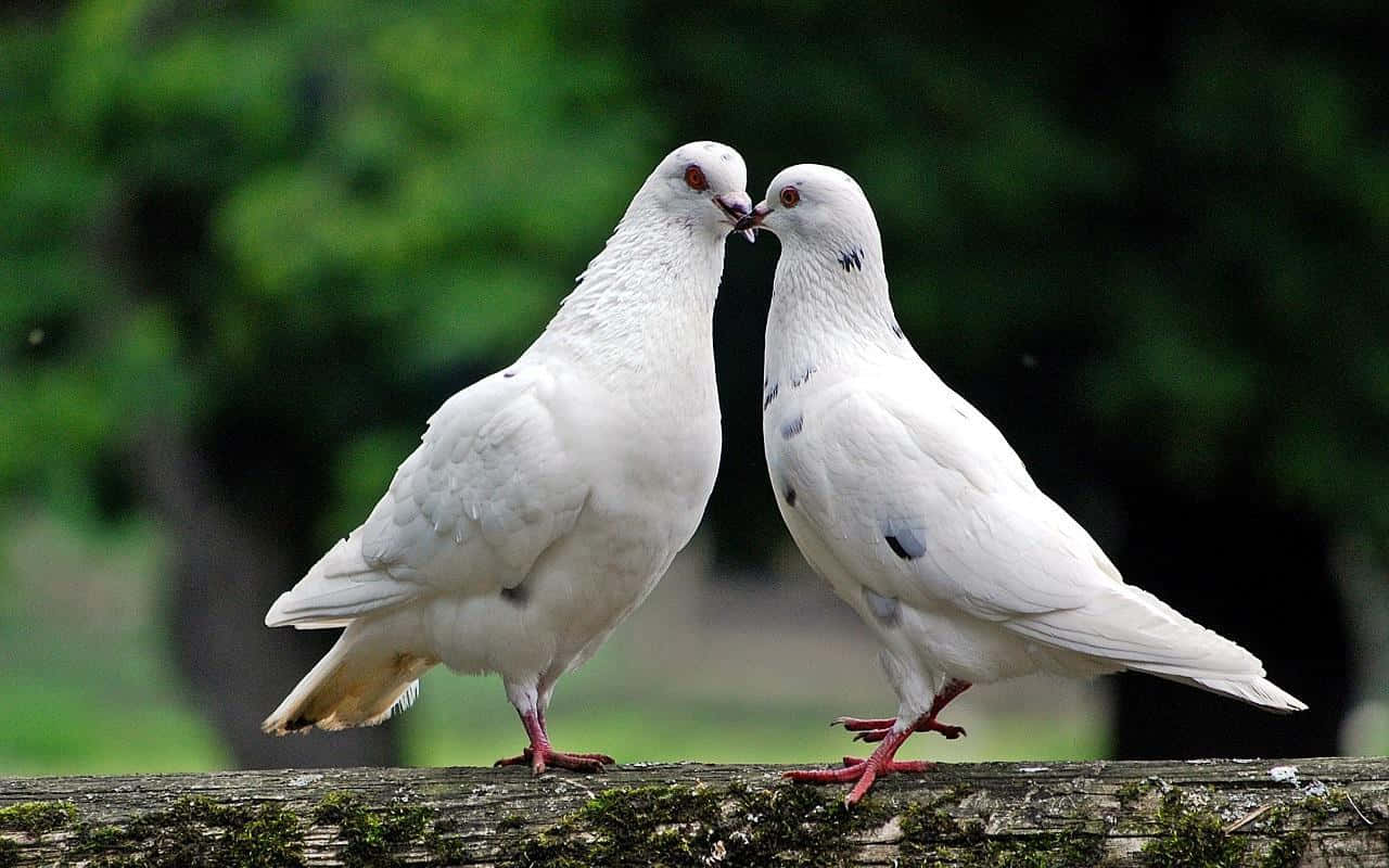 Dove 桌布 壁紙 — 兩隻紅眼白鴿喺佈滿苔蘚嘅木頭上輕輕磨蹭鳥喙，背景係模糊嘅綠色森林。