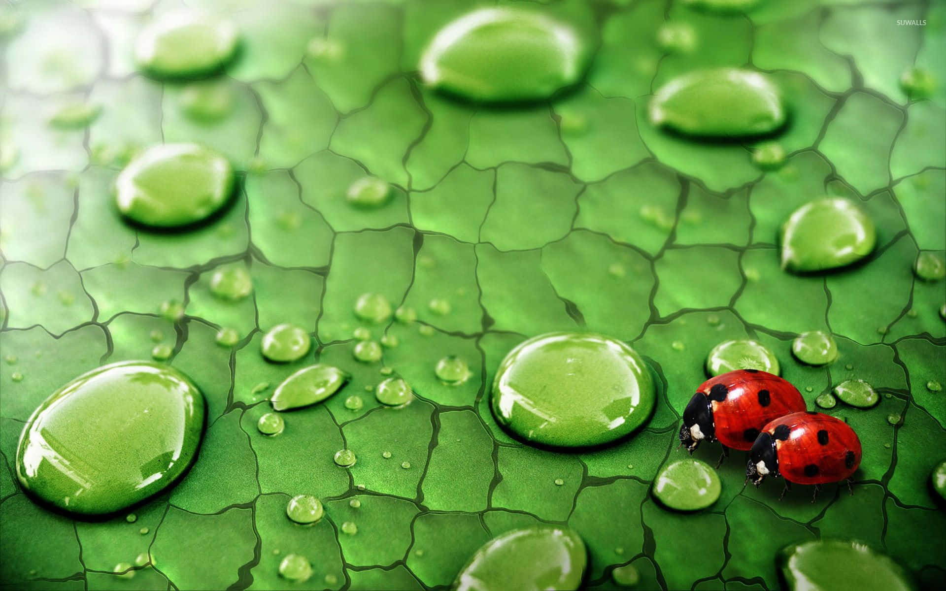 ladybug 桌布 壁紙 — 兩隻紅色瓢蟲喺一塊佈滿閃亮水珠嘅鮮綠色葉子上爬行。