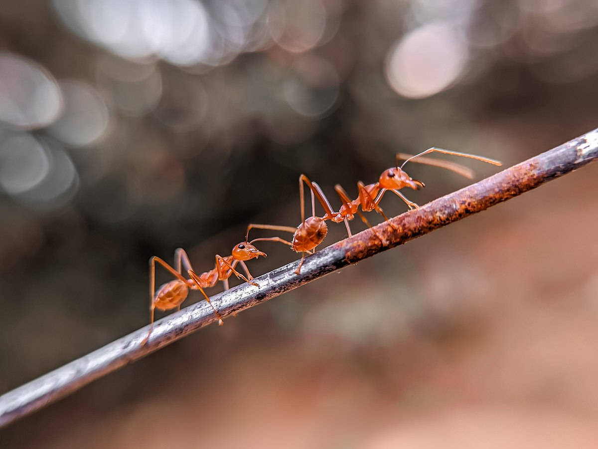 兩隻紅螞蟻在生鏽的鐵線上排隊行走，背景模糊。