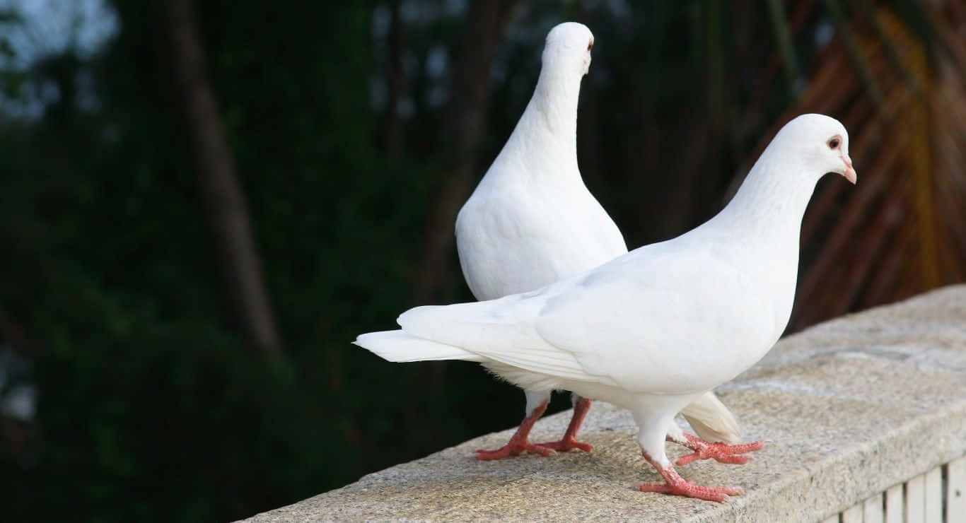 pigeon 桌布 壁紙 — 兩隻純白鴿子並排站在紋理石台上，背景是模糊的綠色樹葉。