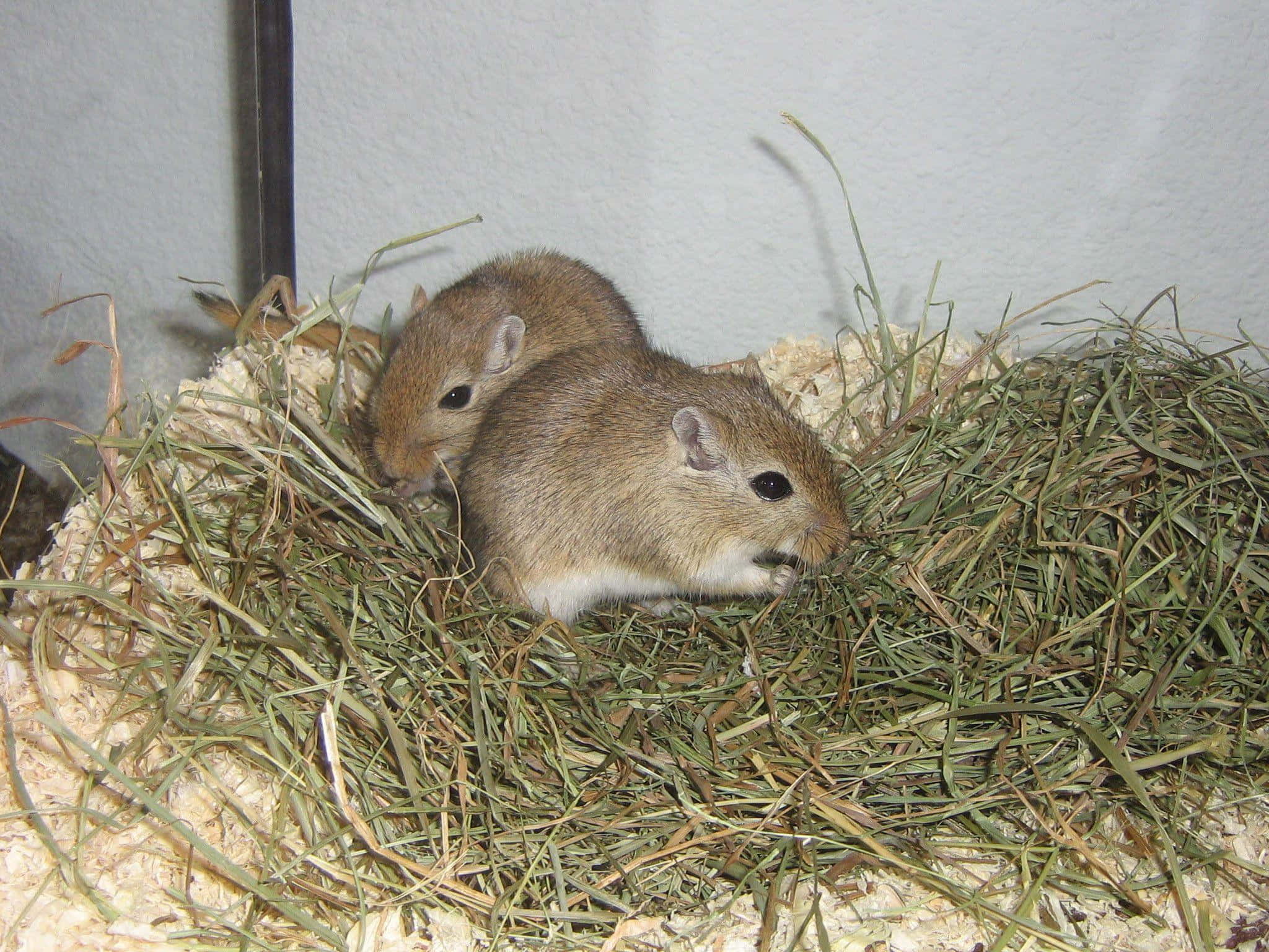 Gerbil 桌布 壁紙 — 兩隻細小嘅啡色沙鼠喺一個簡單嘅圍欄入面嘅乾草床上挨埋一齊。