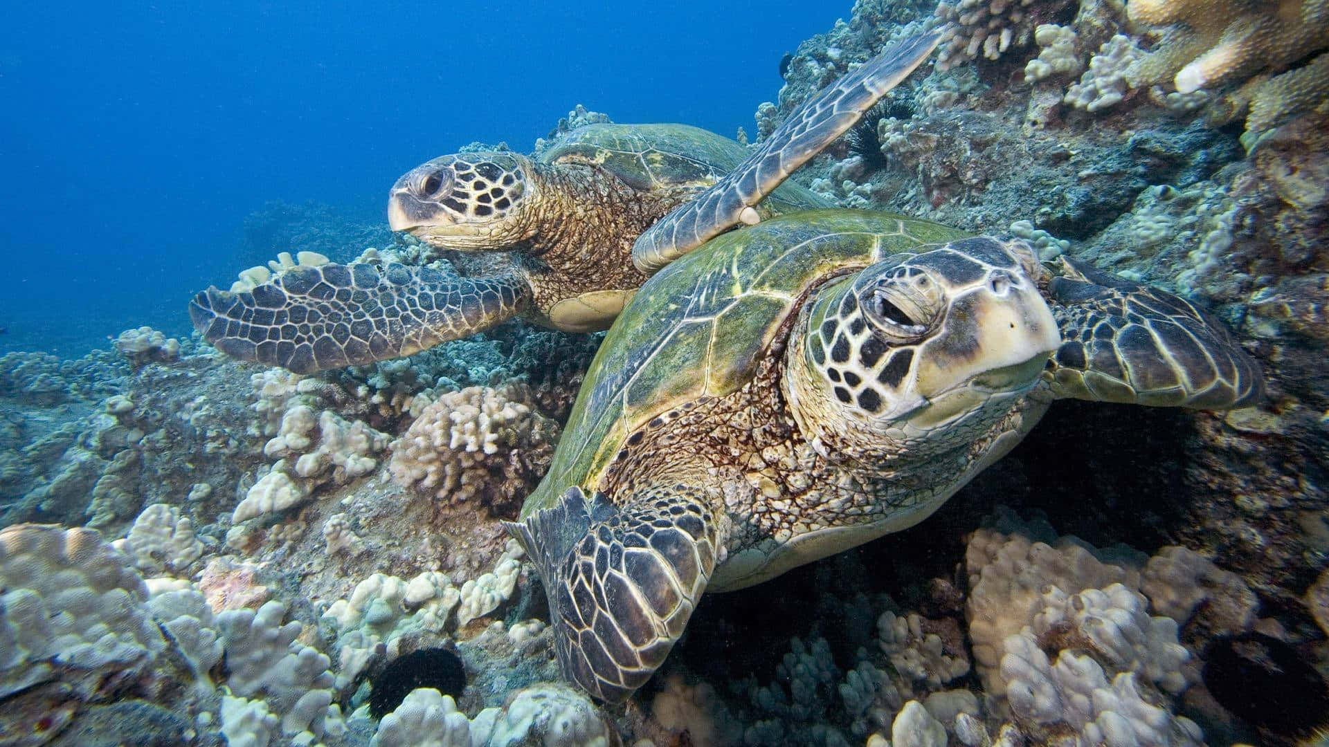 sea turtle 桌布 壁紙 — 兩隻綠海龜在清澈湛藍的海水下，優雅地穿梭於色彩繽紛的珊瑚礁之間。