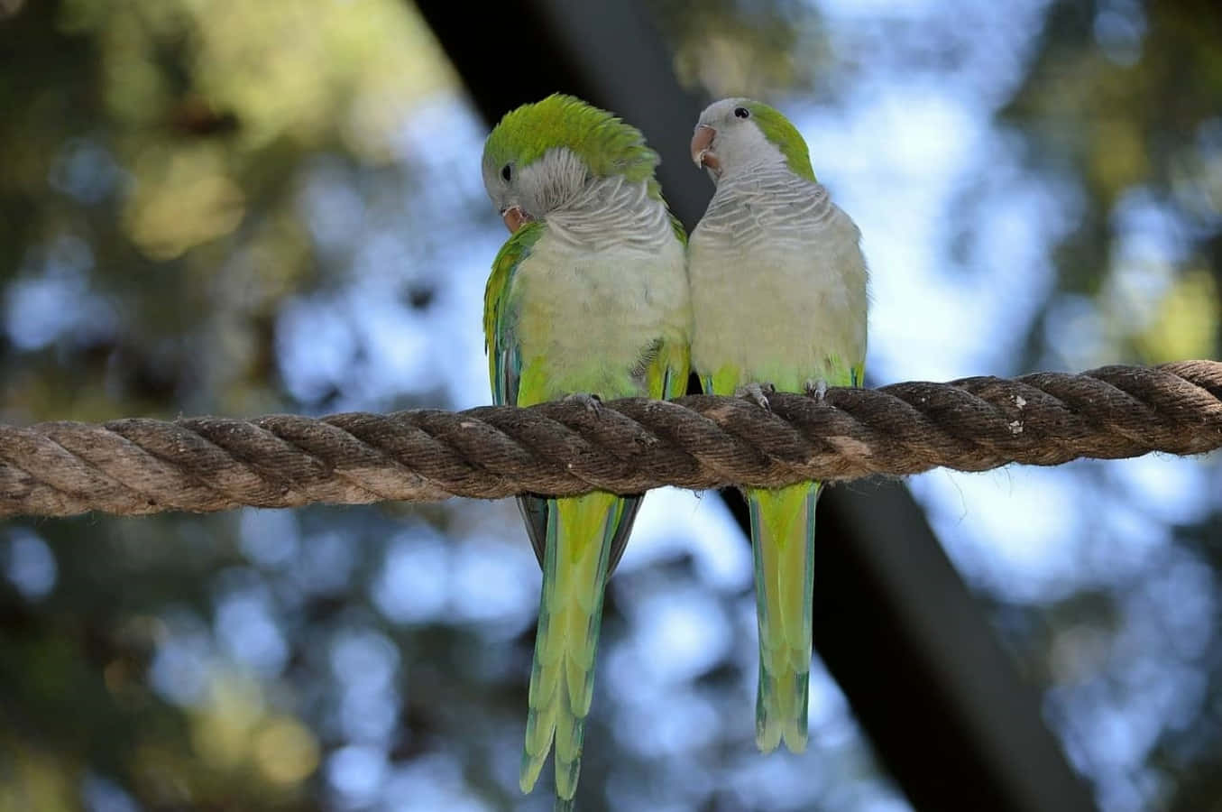 Love Birds 桌布 壁紙 — 兩隻綠色和白色的長尾鸚鵡並排棲息在一條粗繩上，背景是柔和模糊的森林。