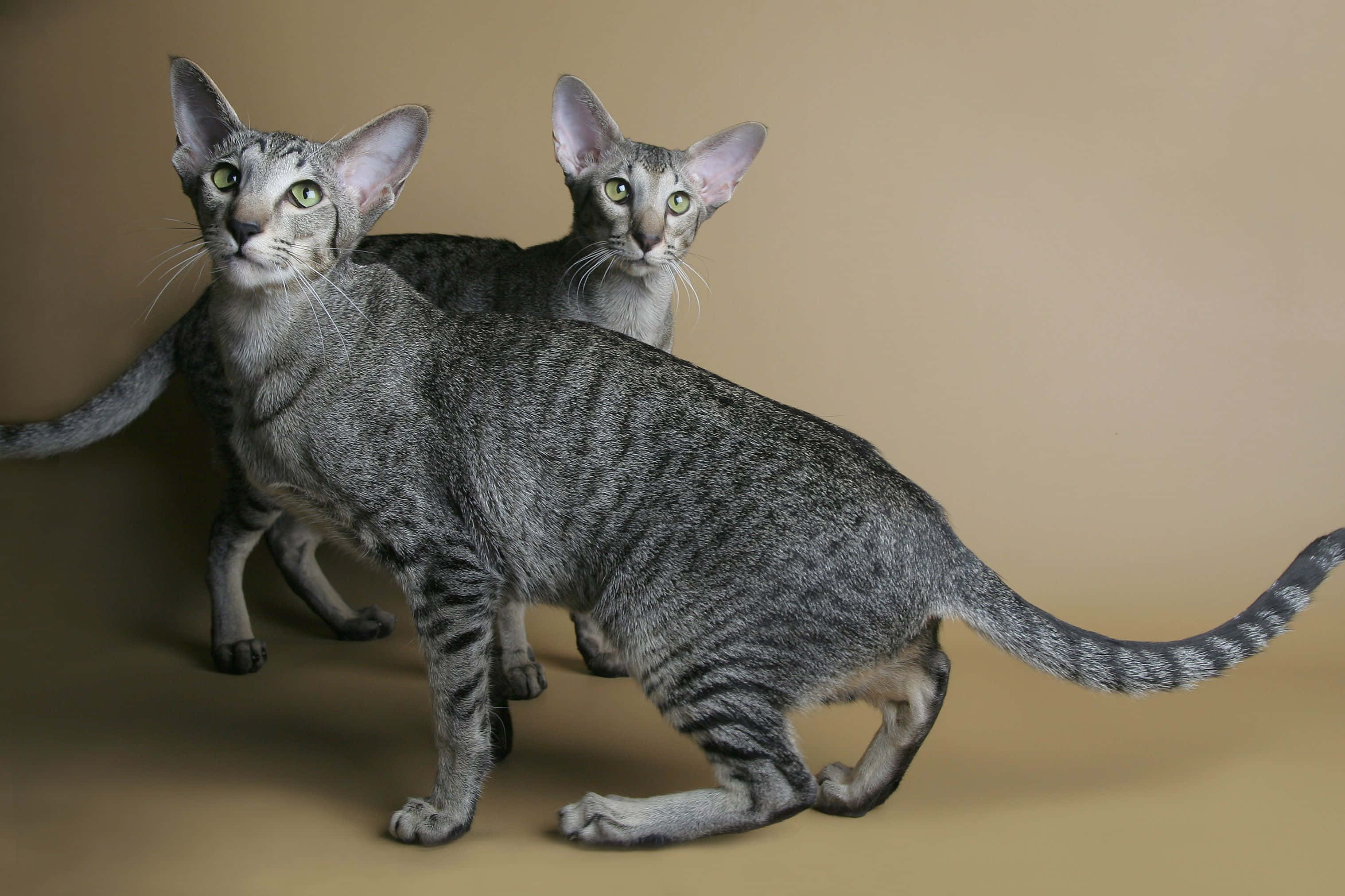 Oriental Shorthair 桌布 壁紙 — 兩隻線條流暢的銀色虎斑貓，有大耳朵和綠色眼睛，在溫暖的米色工作室背景前擺姿勢。