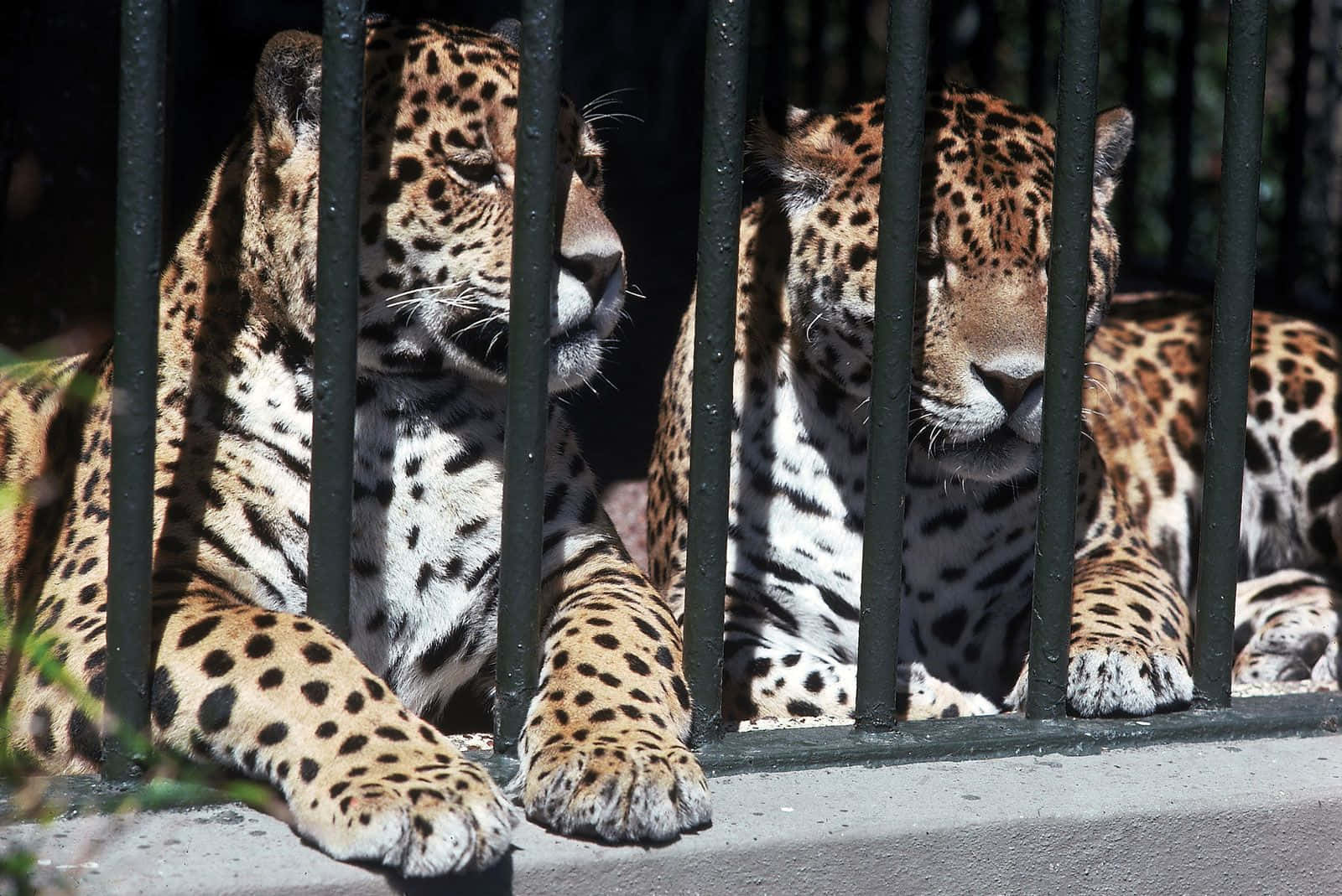 兩隻美洲豹在動物園圍欄的金屬欄杆後休息