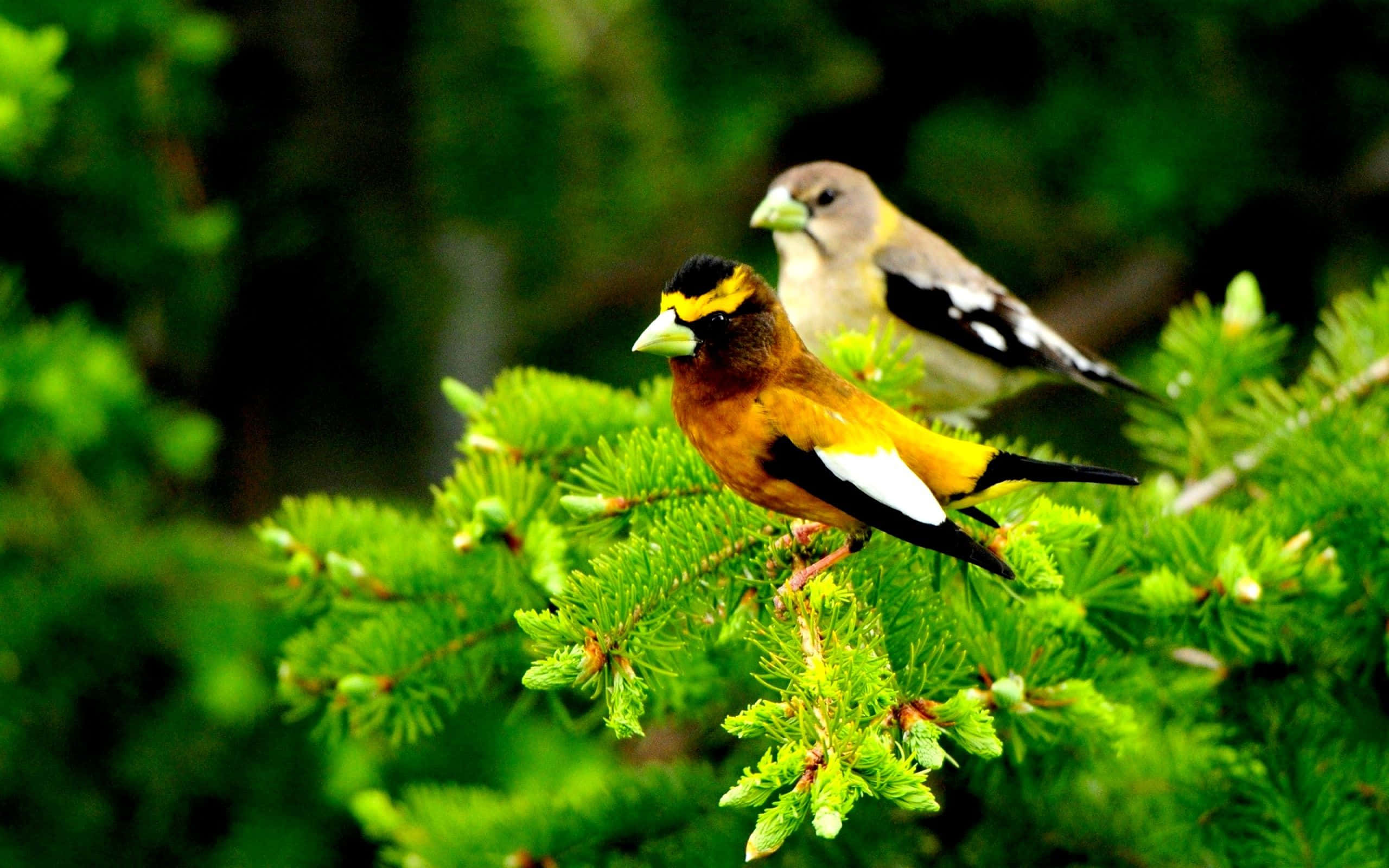 Spring Birds 桌布 壁紙 — 兩隻羽毛黃黑相間的鮮豔鳥兒棲息在茂密的綠色松樹枝上，背景是柔和模糊的森林。