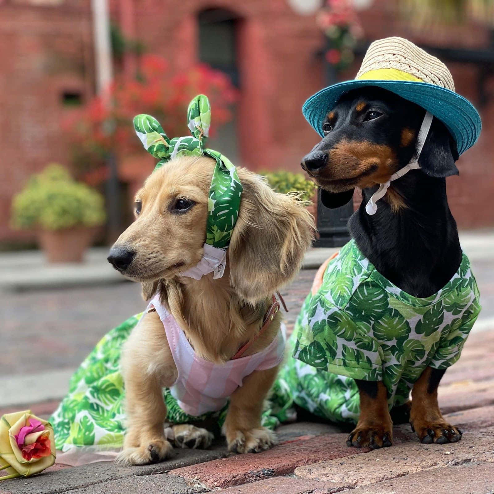 dachshund 桌布 壁紙 — 兩隻臘腸狗穿著熱帶服裝坐在磚砌人行道上，背景有盆栽植物和紅磚建築。