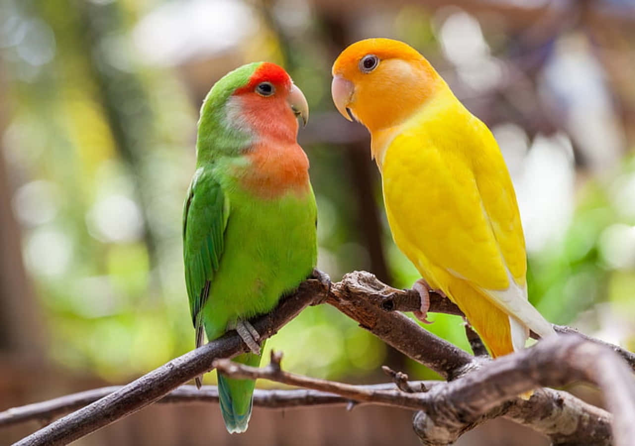 Love Birds 桌布 壁紙 — 兩隻色彩繽紛的愛情鳥棲息在樹枝上，在柔和自然環境中面對面。