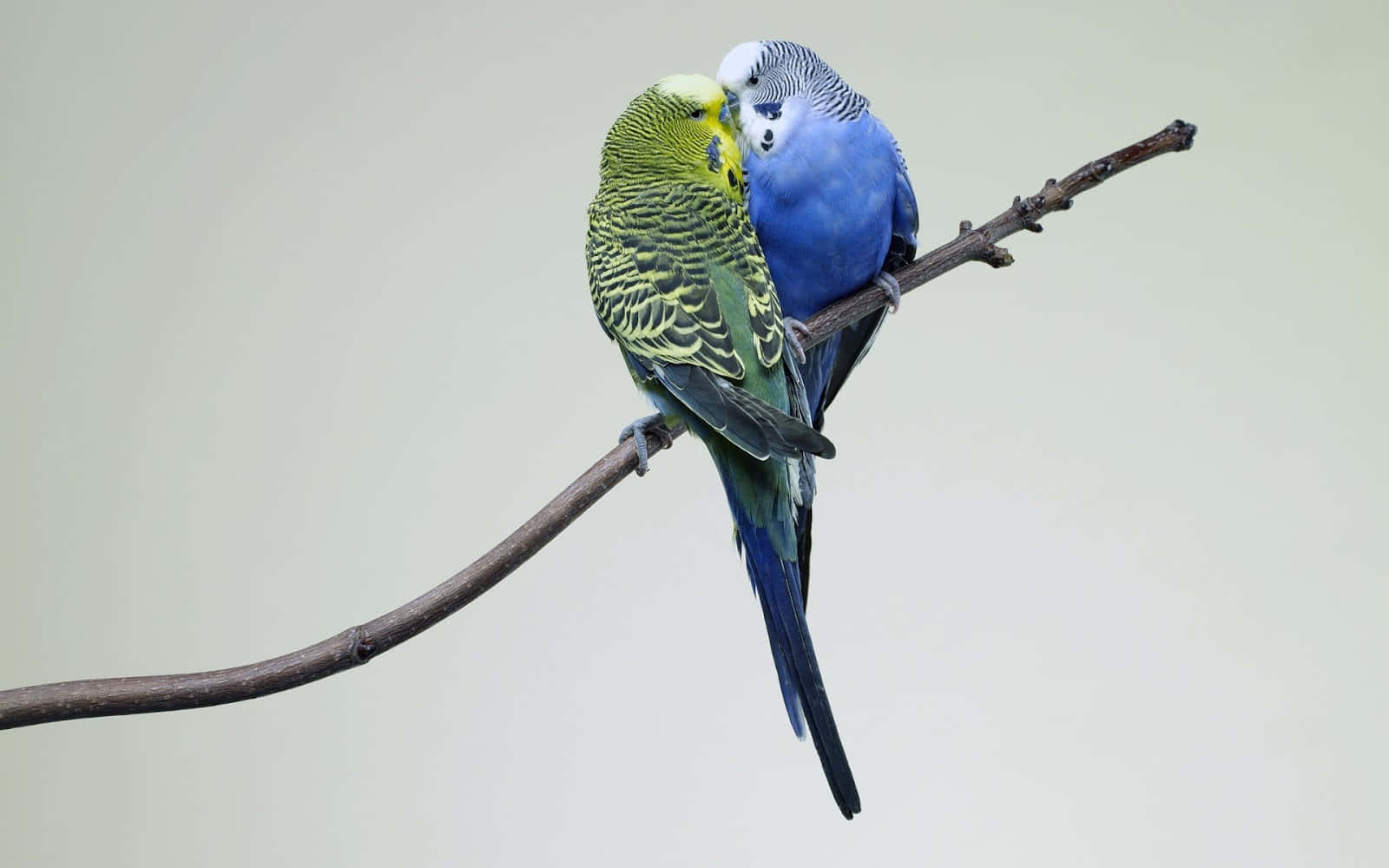 Love Birds 桌布 壁紙 — 兩隻色彩繽紛的虎皮鸚鵡緊貼在光禿禿的樹枝上，背景柔和中性。