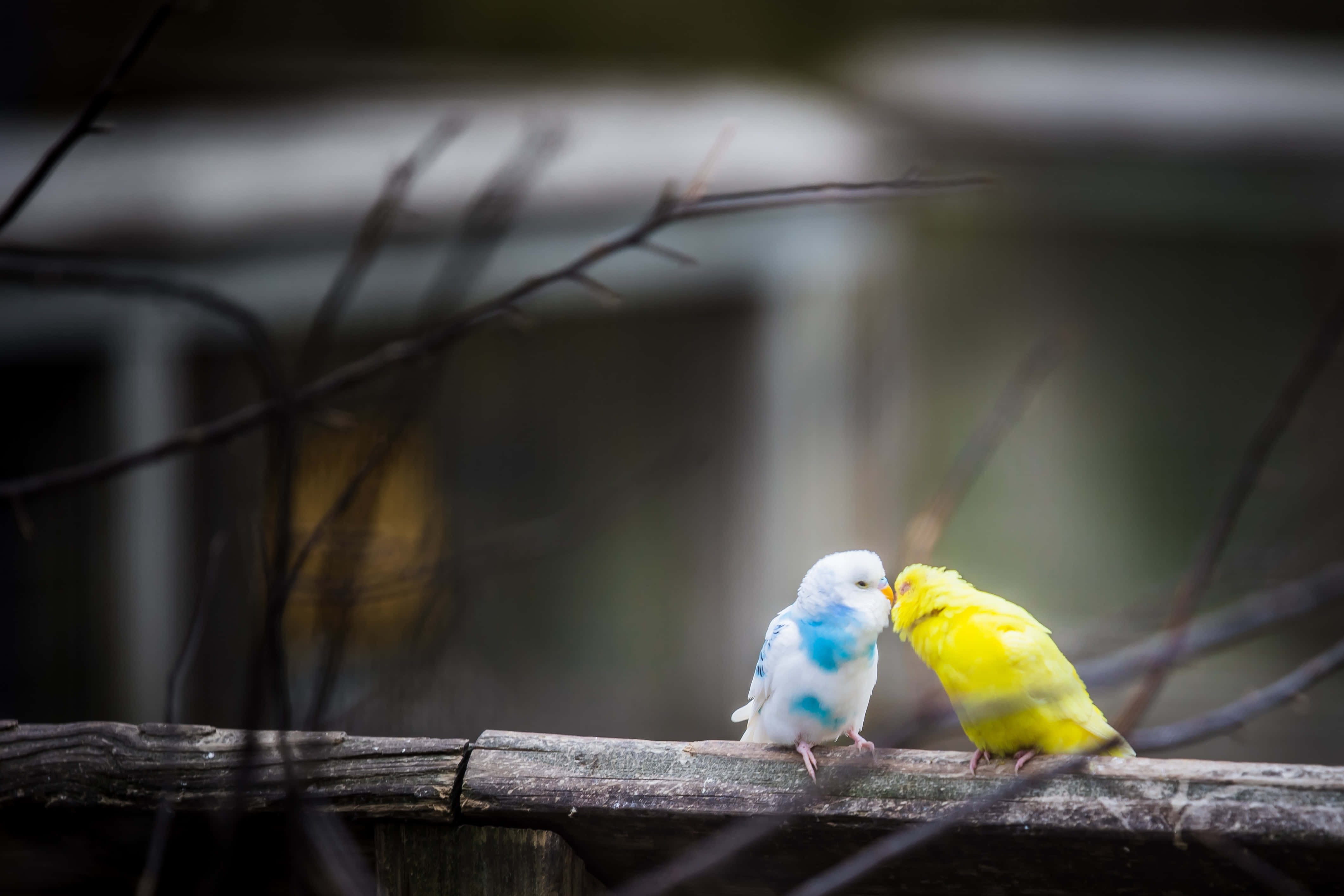 Love Birds 桌布 壁紙 — 兩隻色彩繽紛的虎皮鸚鵡緊貼在風化的木軌上，牠們的喙在模糊的樹枝襯托下溫柔地觸碰。