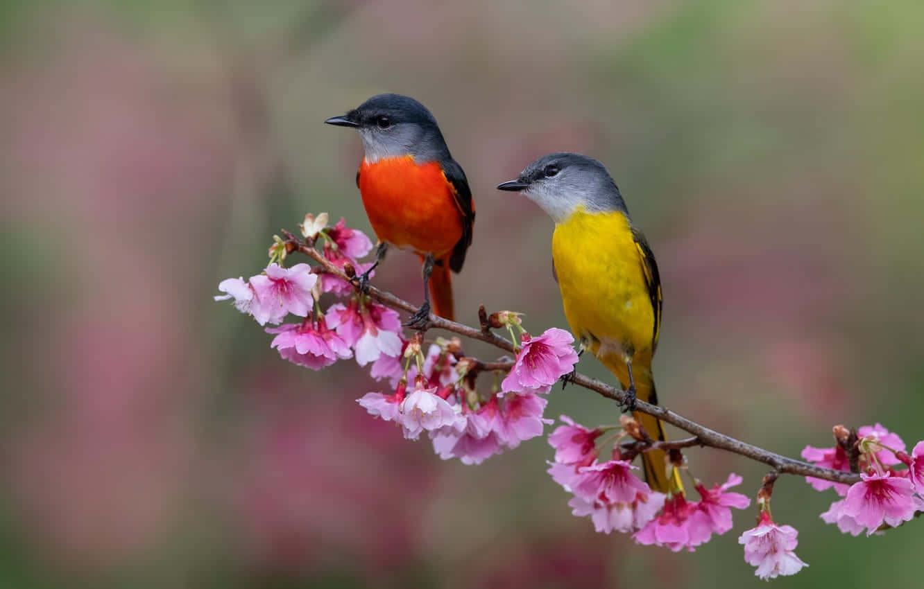 Spring Birds 桌布 壁紙 — 兩隻色彩繽紛的鳥兒棲息在粉紅櫻花枝上，背景柔和模糊。